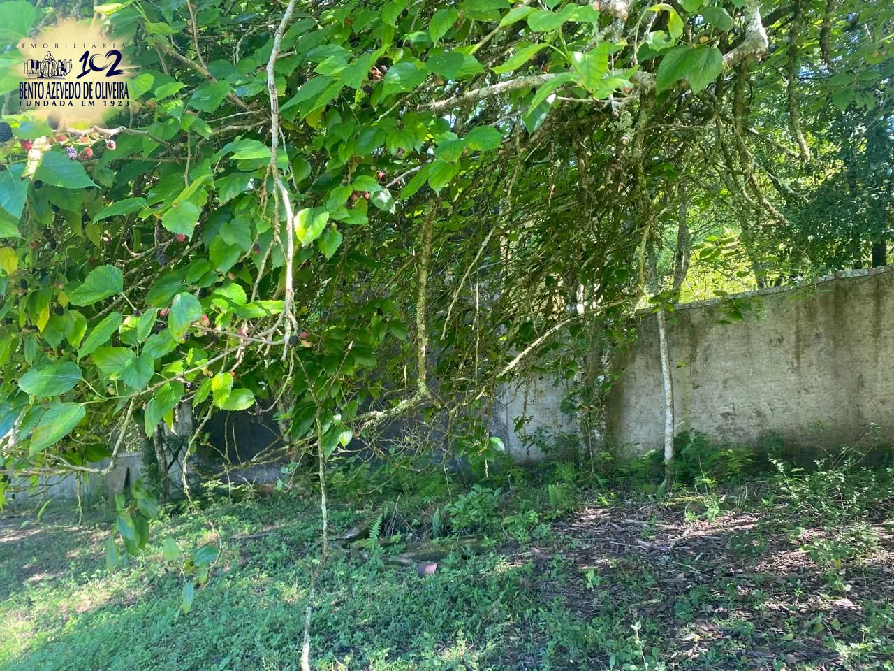 Terreno, 9750 m² - Foto 13