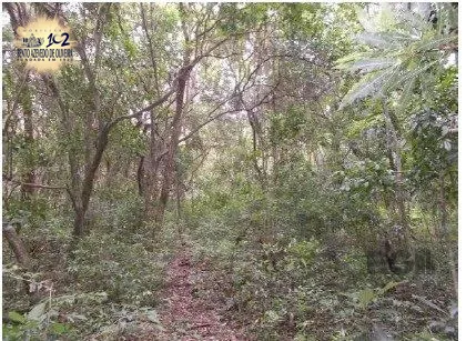 Terreno, 6 hectares - Foto 9