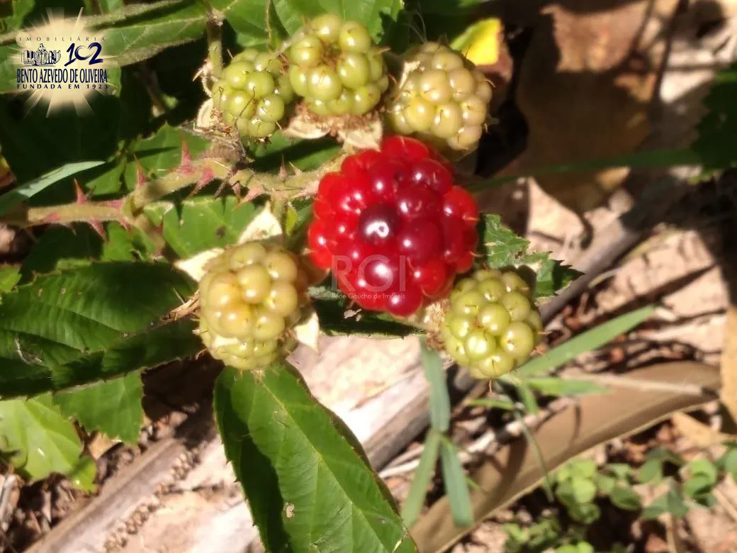 Chácara, 4 quartos, 8 hectares - Foto 21