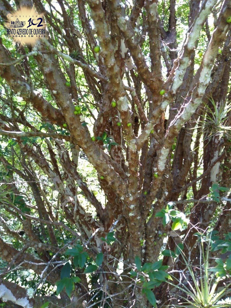 Chácara, 4 quartos, 8 hectares - Foto 13