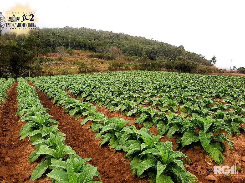 Terreno, 12 hectares - Foto 12