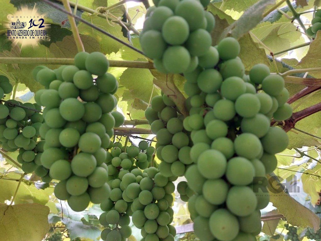Fazenda, 42 hectares - Foto 44