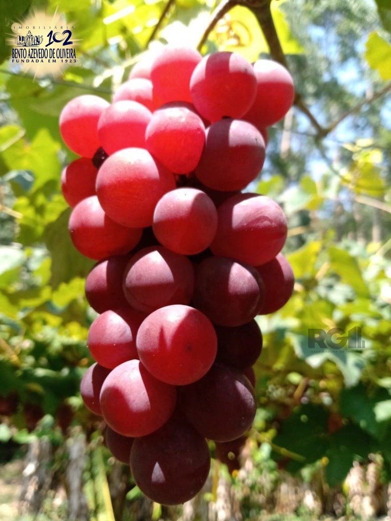 Fazenda, 42 hectares - Foto 6