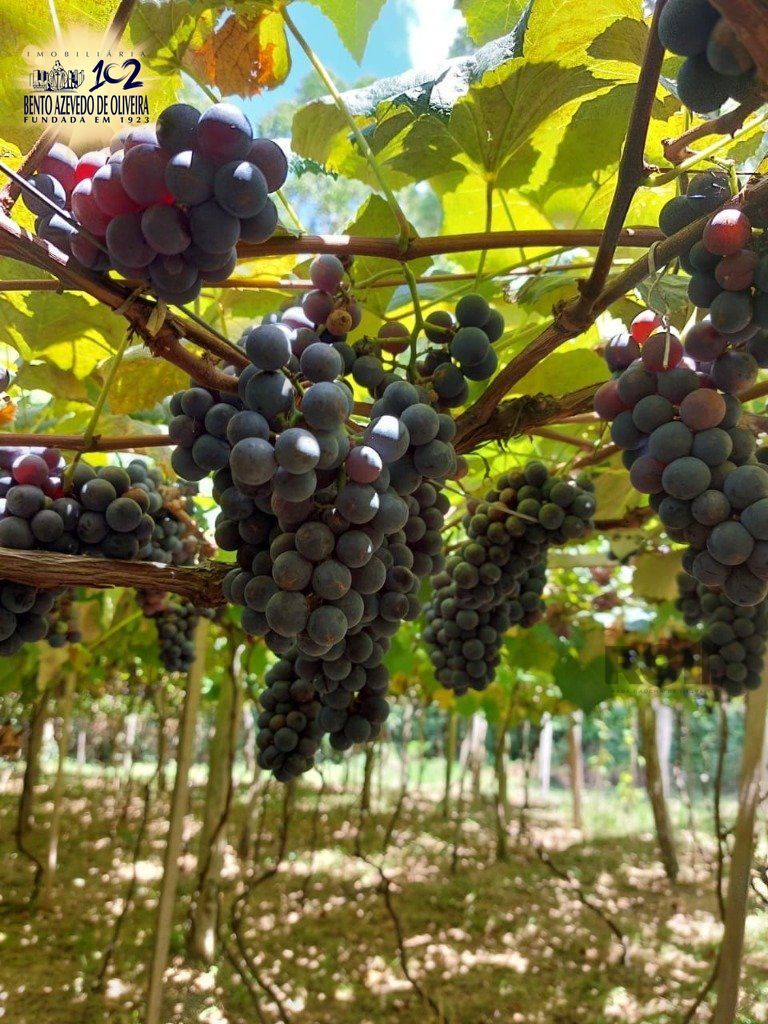 Fazenda, 42 hectares - Foto 24