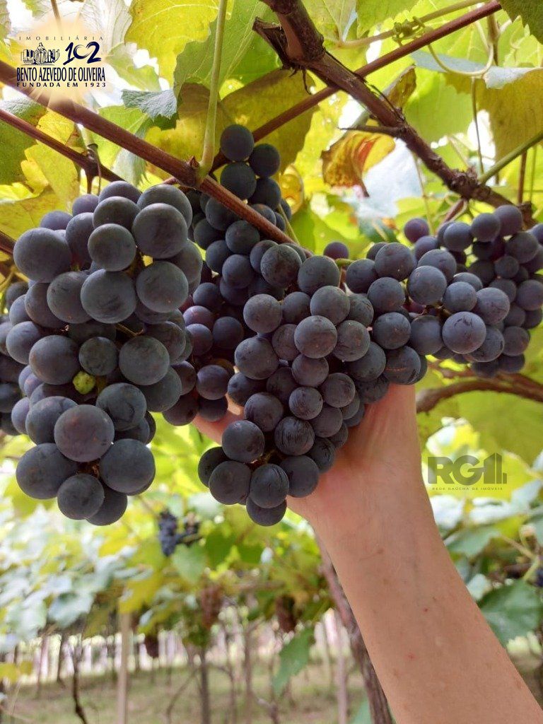 Fazenda, 42 hectares - Foto 20
