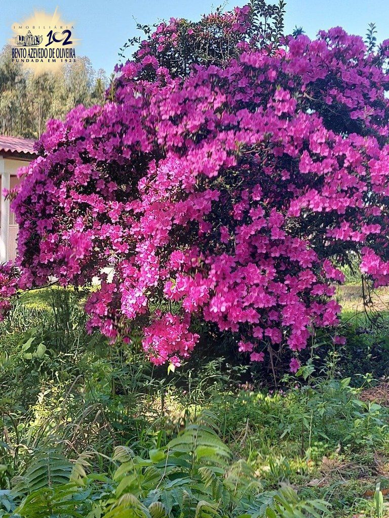 Fazenda, 42 hectares - Foto 73