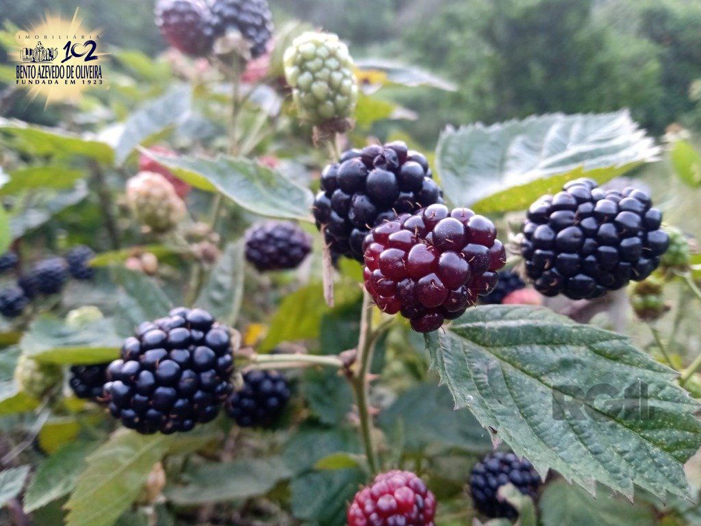 Fazenda, 42 hectares - Foto 48