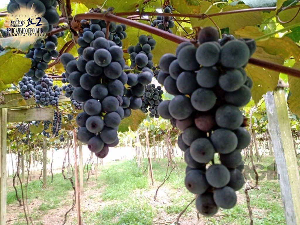 Fazenda, 42 hectares - Foto 17
