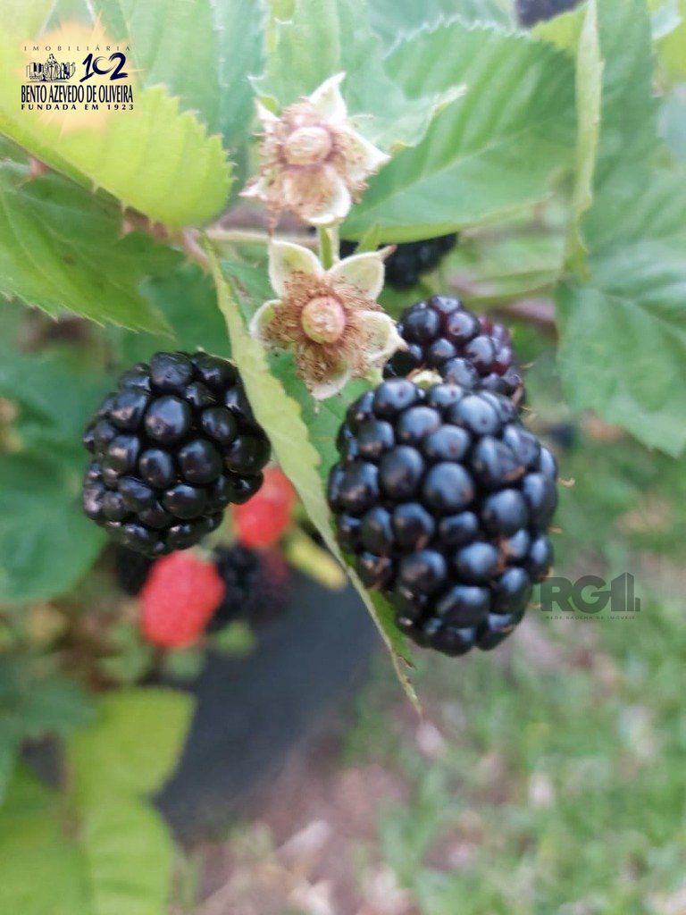 Fazenda, 42 hectares - Foto 46