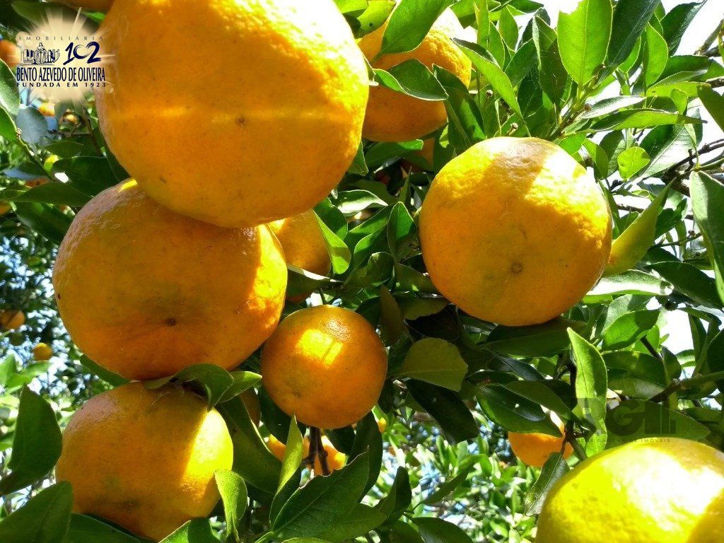 Fazenda, 42 hectares - Foto 42
