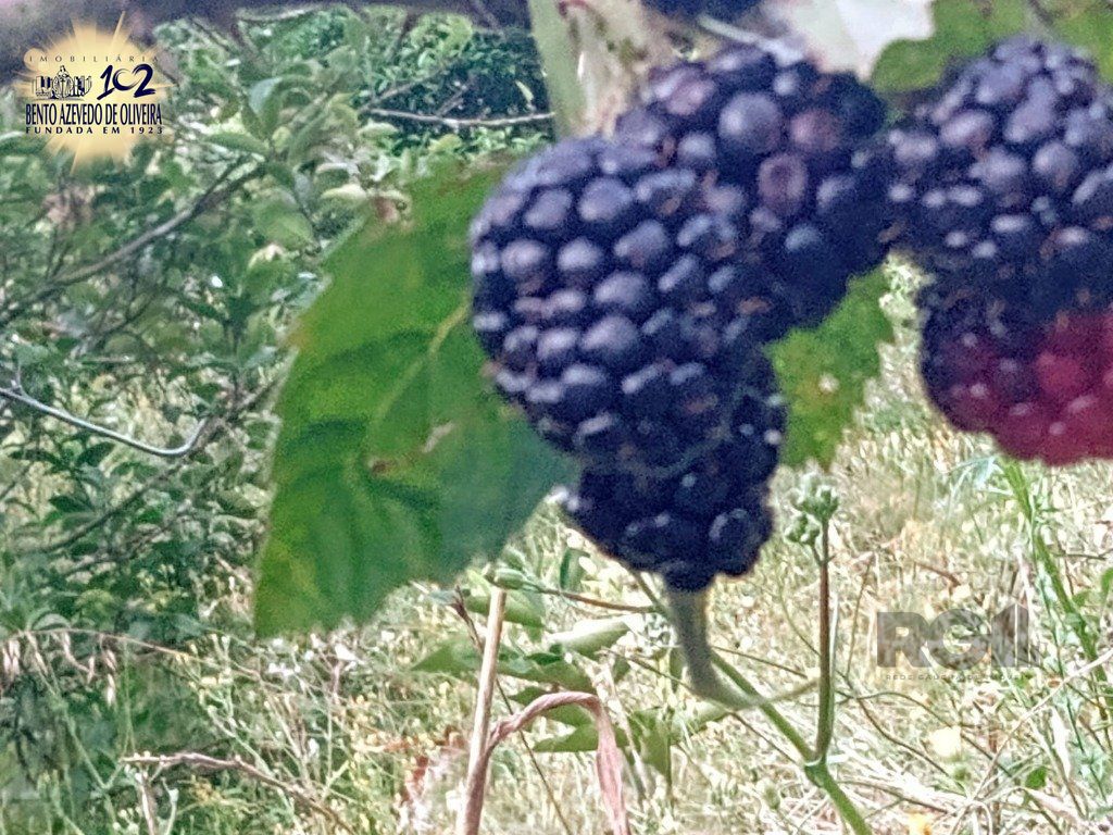 Fazenda, 42 hectares - Foto 49