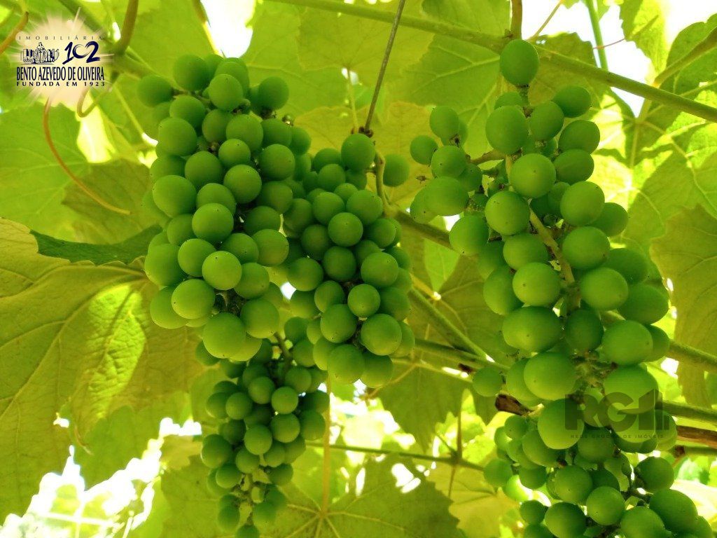 Fazenda, 42 hectares - Foto 60