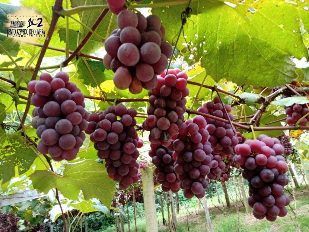 Fazenda, 42 hectares - Foto 75
