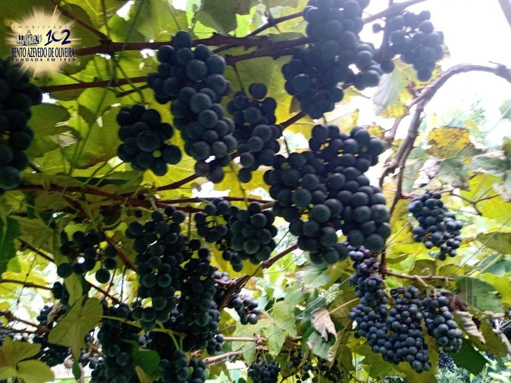 Fazenda, 42 hectares - Foto 38