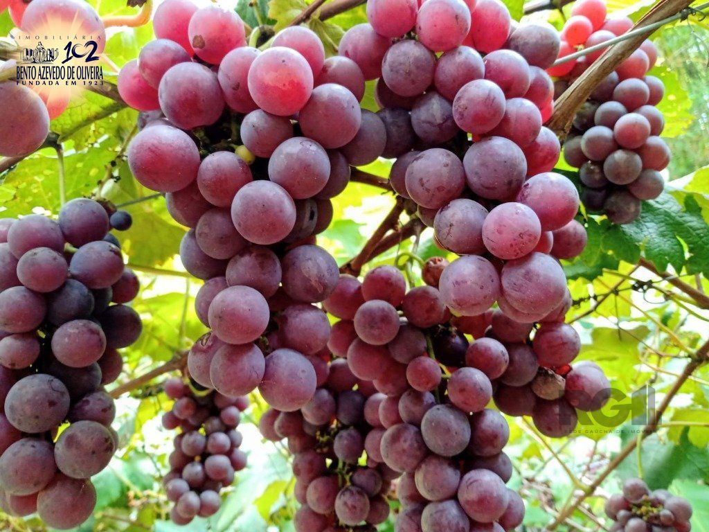 Fazenda, 42 hectares - Foto 40