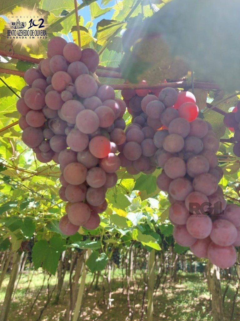 Fazenda, 42 hectares - Foto 74