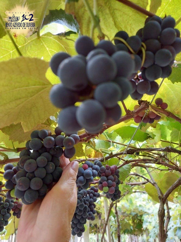 Fazenda, 42 hectares - Foto 72