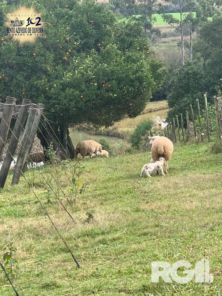 Chácara, 2 quartos, 22 hectares - Foto 20