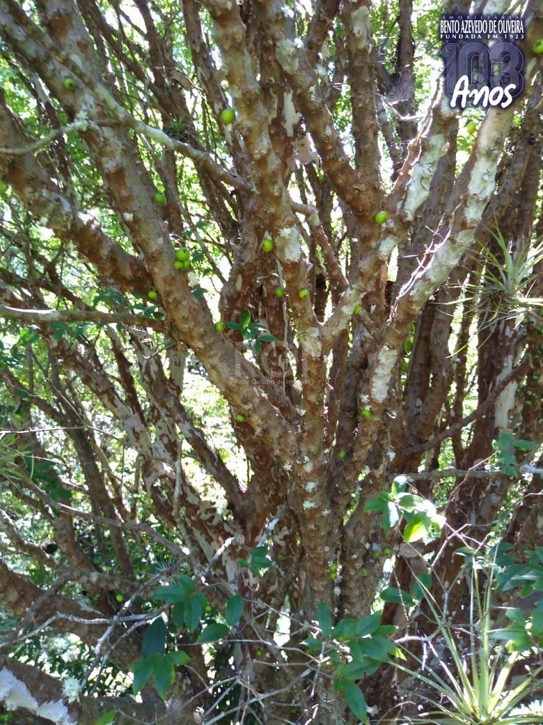 Sítio, 4 quartos, 8 hectares - Foto 13