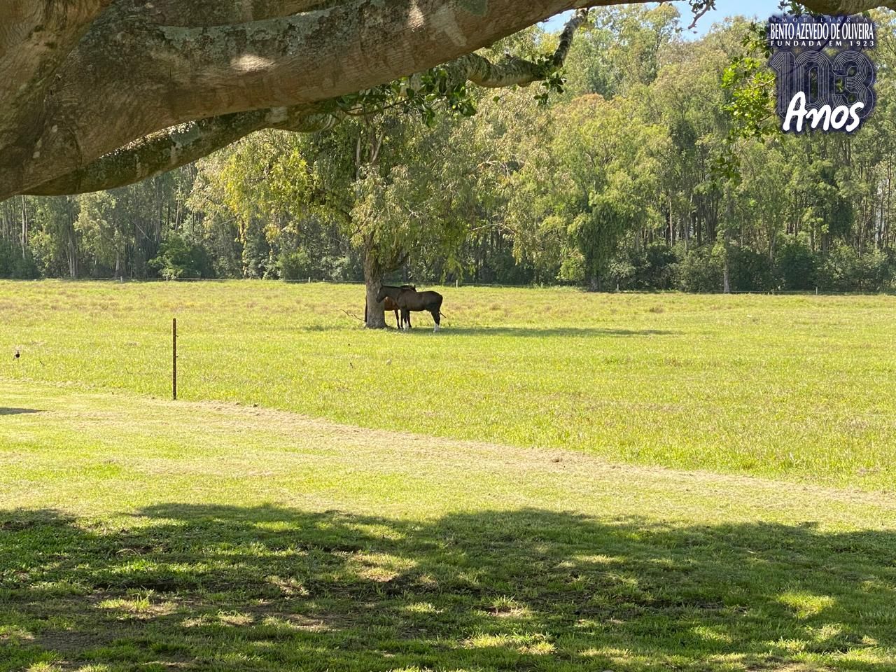 Fazenda, 3 hectares - Foto 13