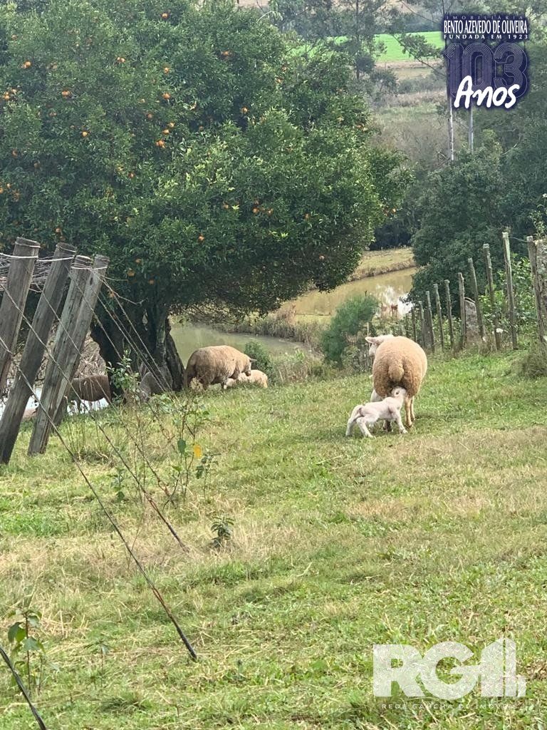 Sítio, 2 quartos, 22 hectares - Foto 20