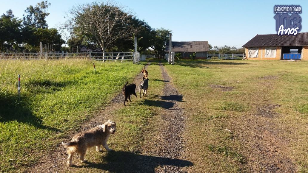 Chácara, 1 quarto, 3 hectares - Foto 16