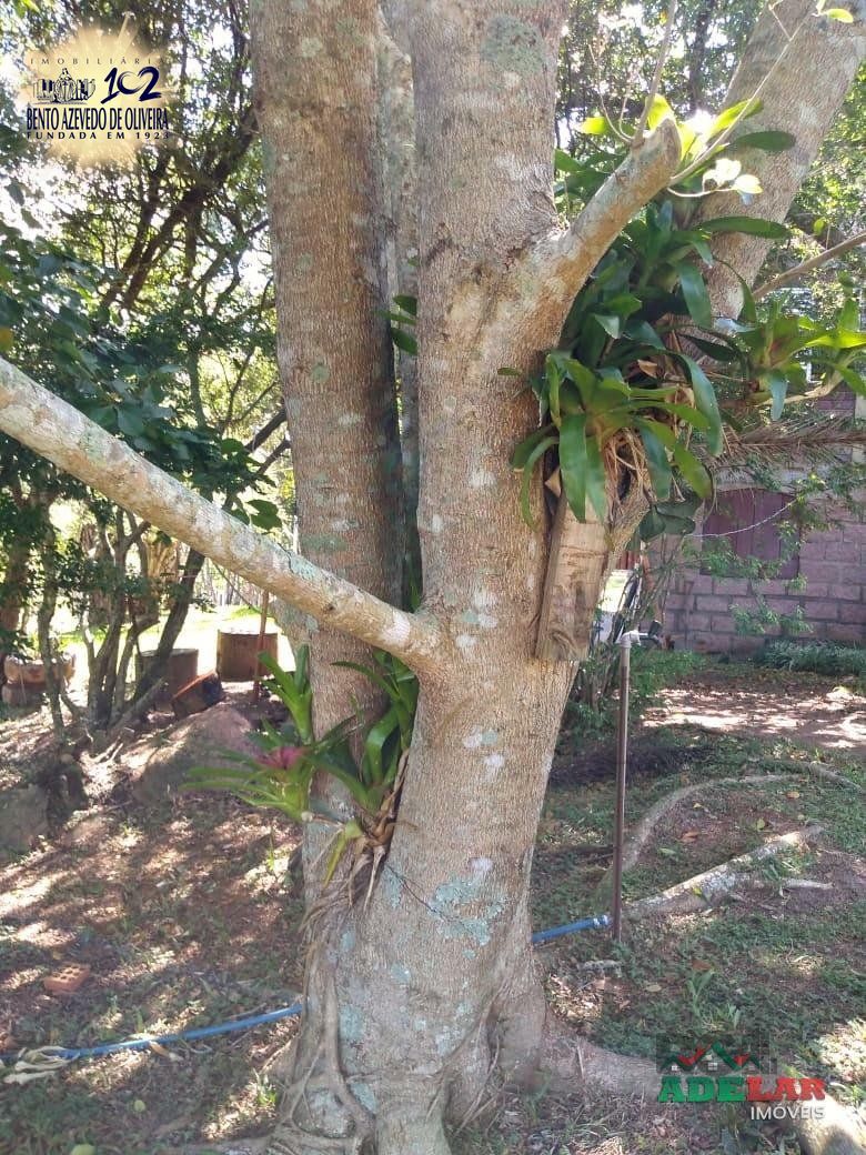 Sítio, 4 quartos, 8 hectares - Foto 35