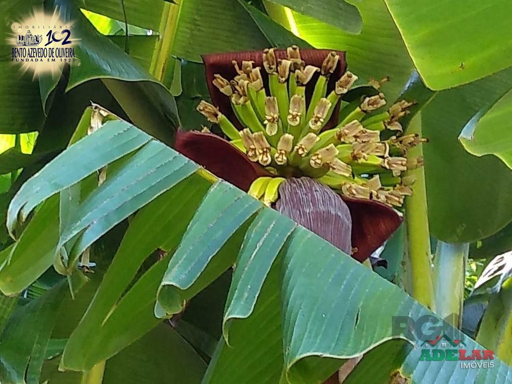 Sítio, 4 quartos, 8 hectares - Foto 28