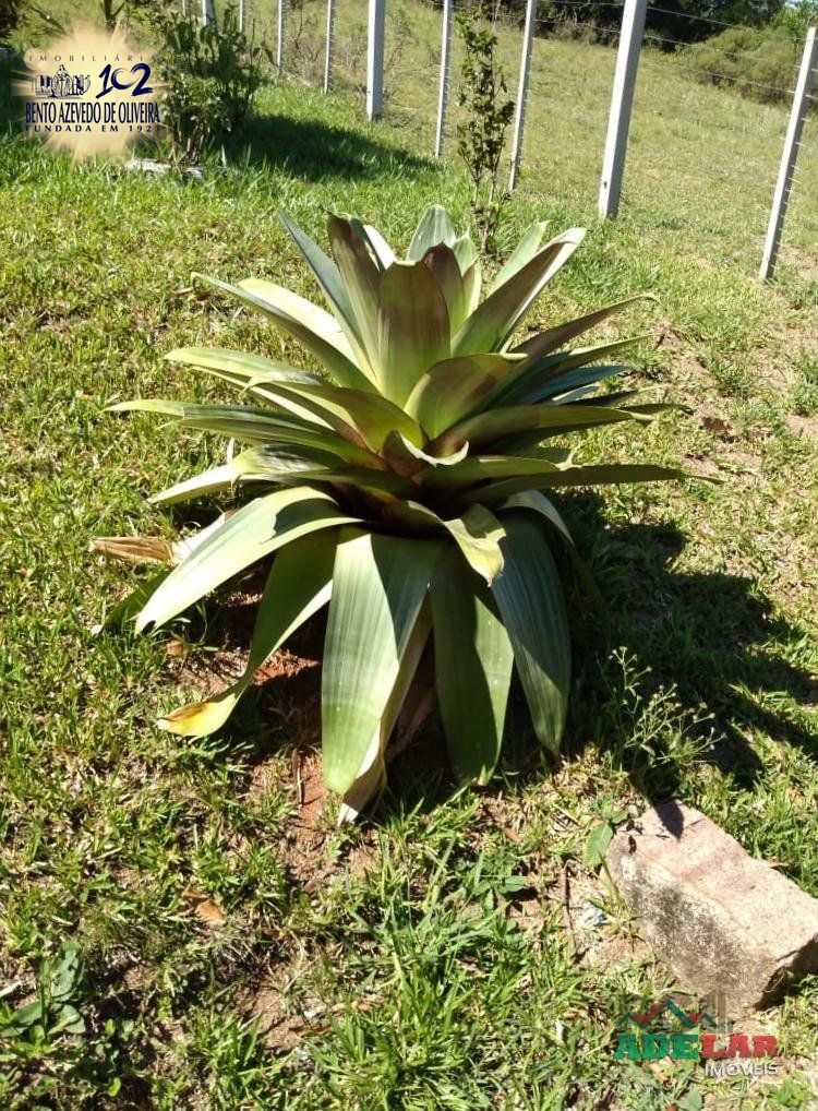 Sítio, 4 quartos, 8 hectares - Foto 40