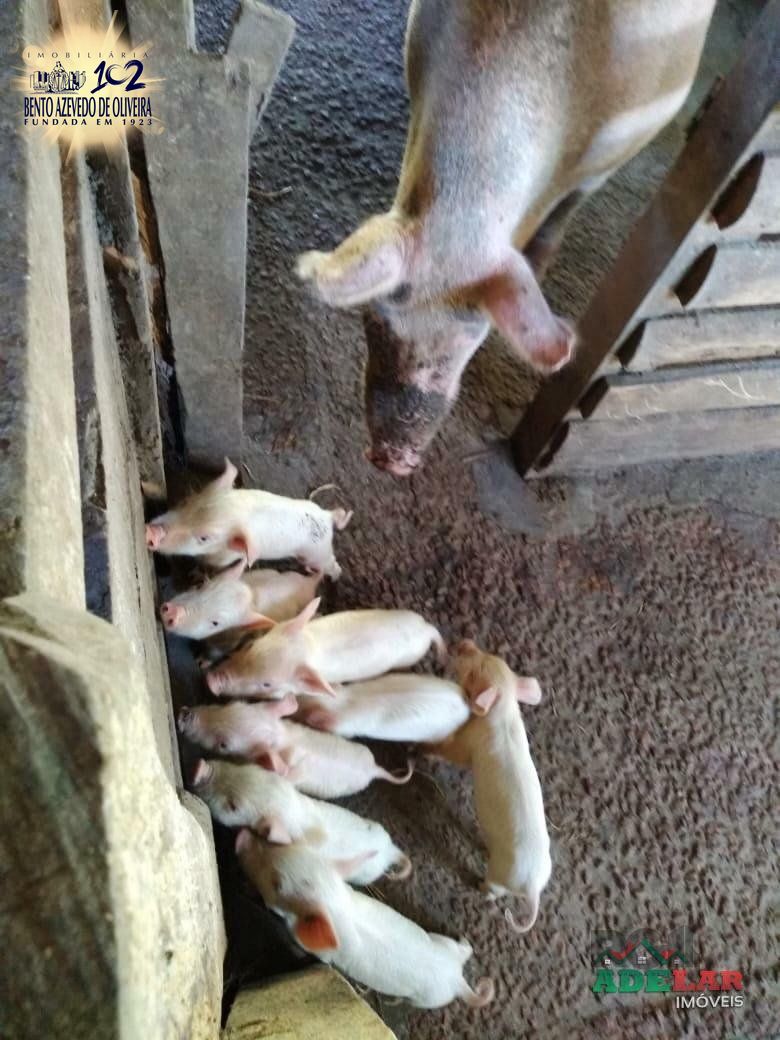 Sítio, 4 quartos, 8 hectares - Foto 43