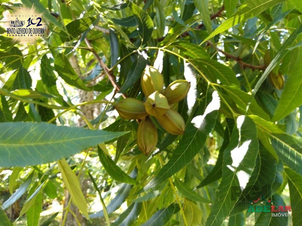 Sítio, 4 quartos, 8 hectares - Foto 27