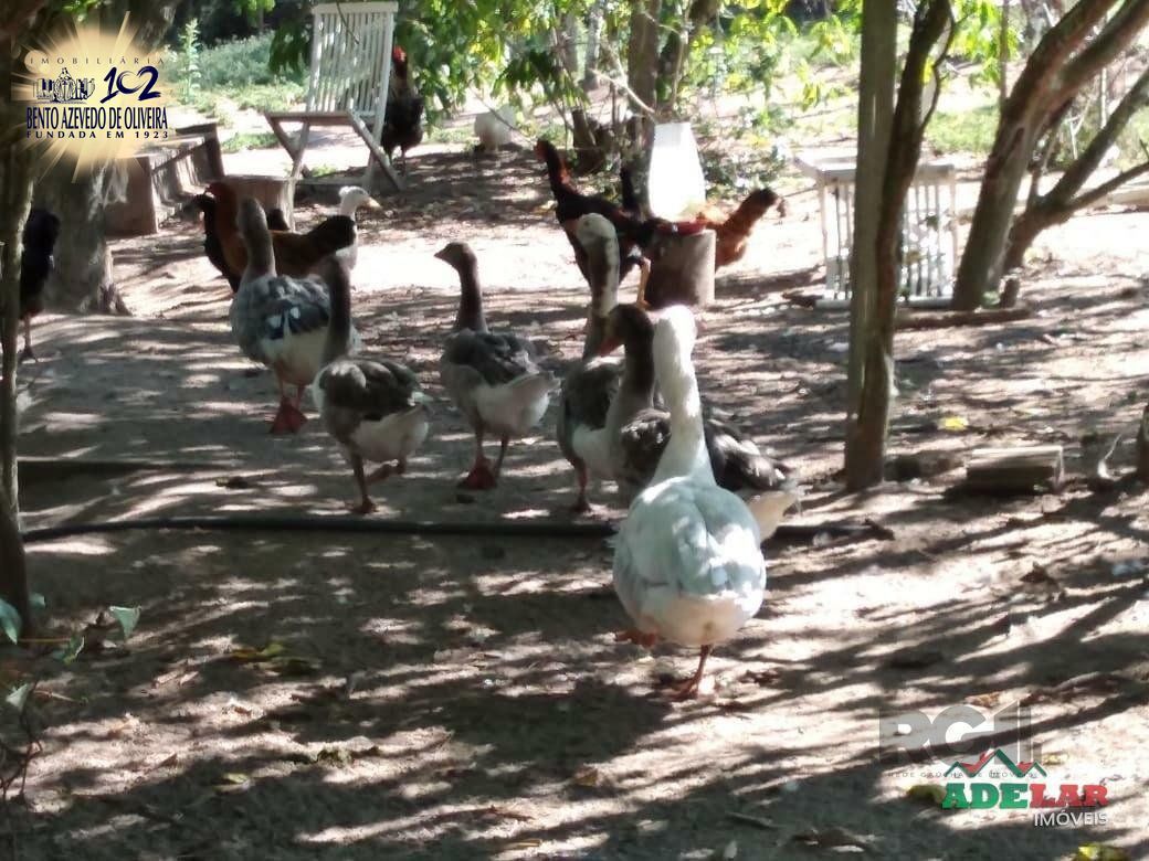 Sítio, 4 quartos, 8 hectares - Foto 24