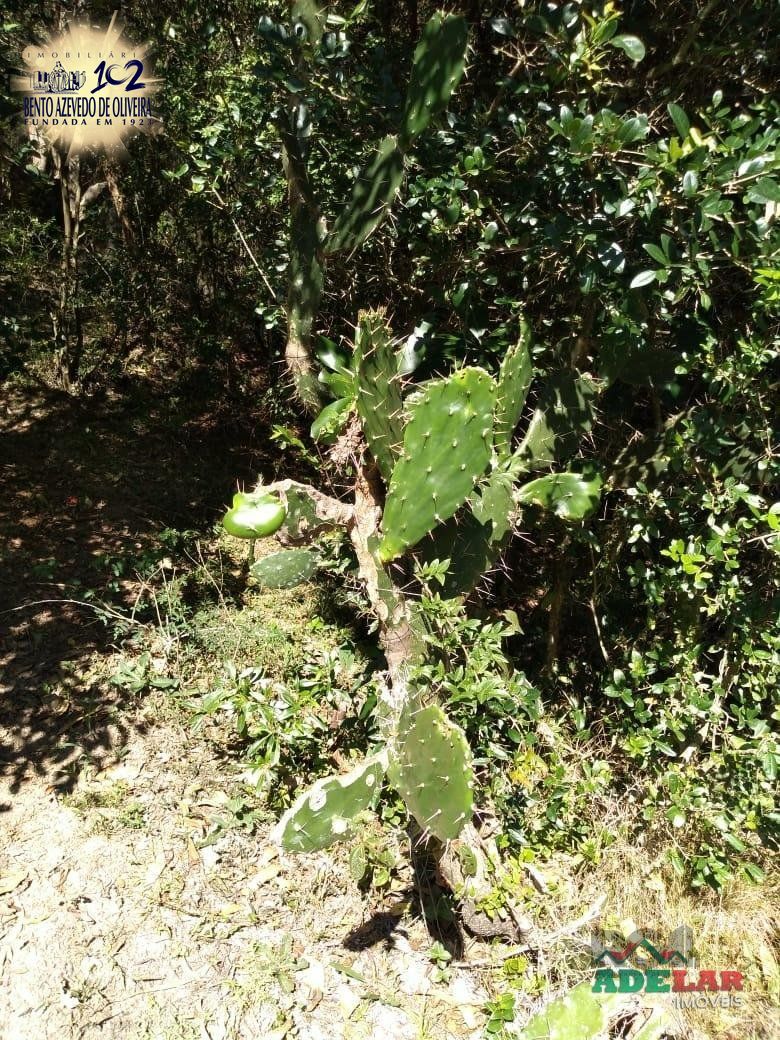 Sítio, 4 quartos, 8 hectares - Foto 46