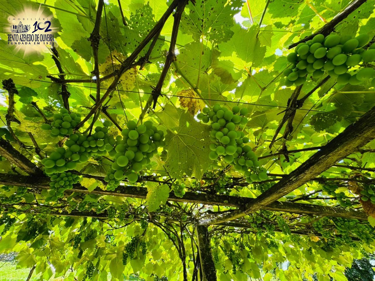 Chácara, 3 quartos, 3200 m² - Foto 23