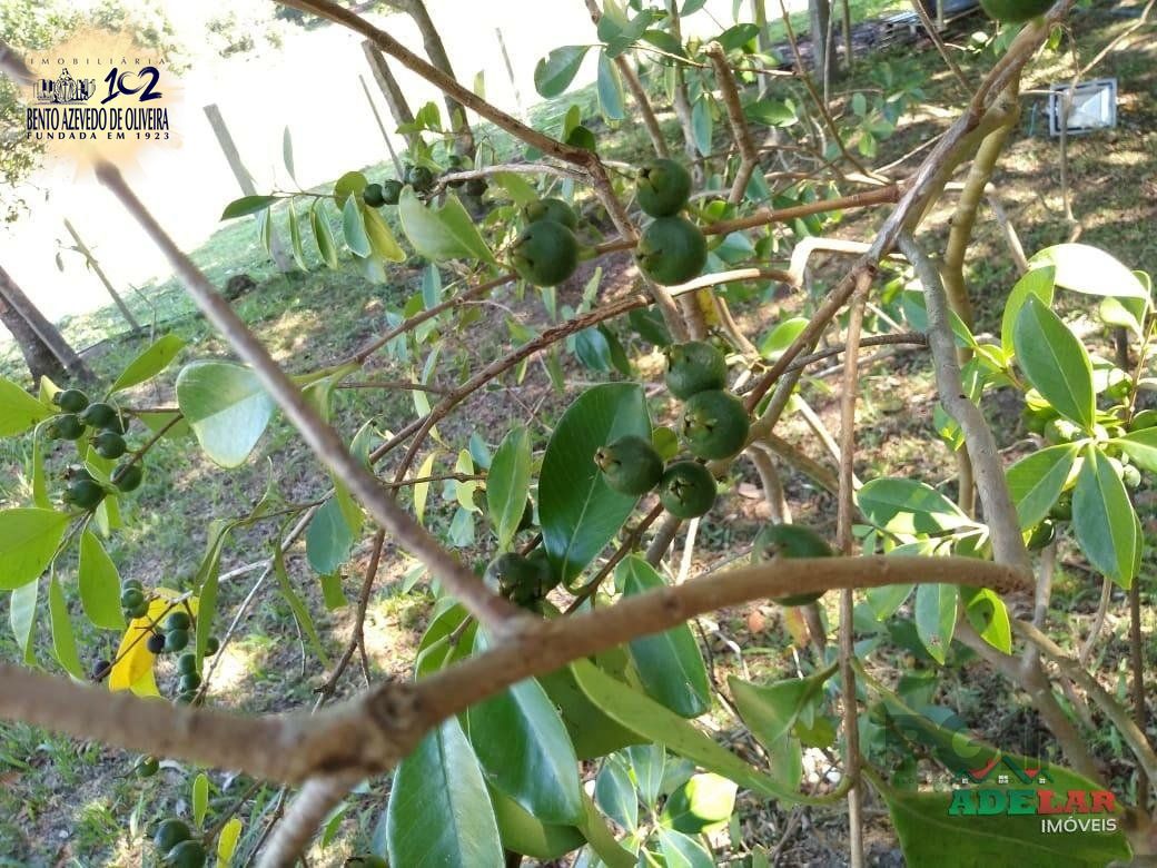 Sítio, 4 quartos, 8 hectares - Foto 29