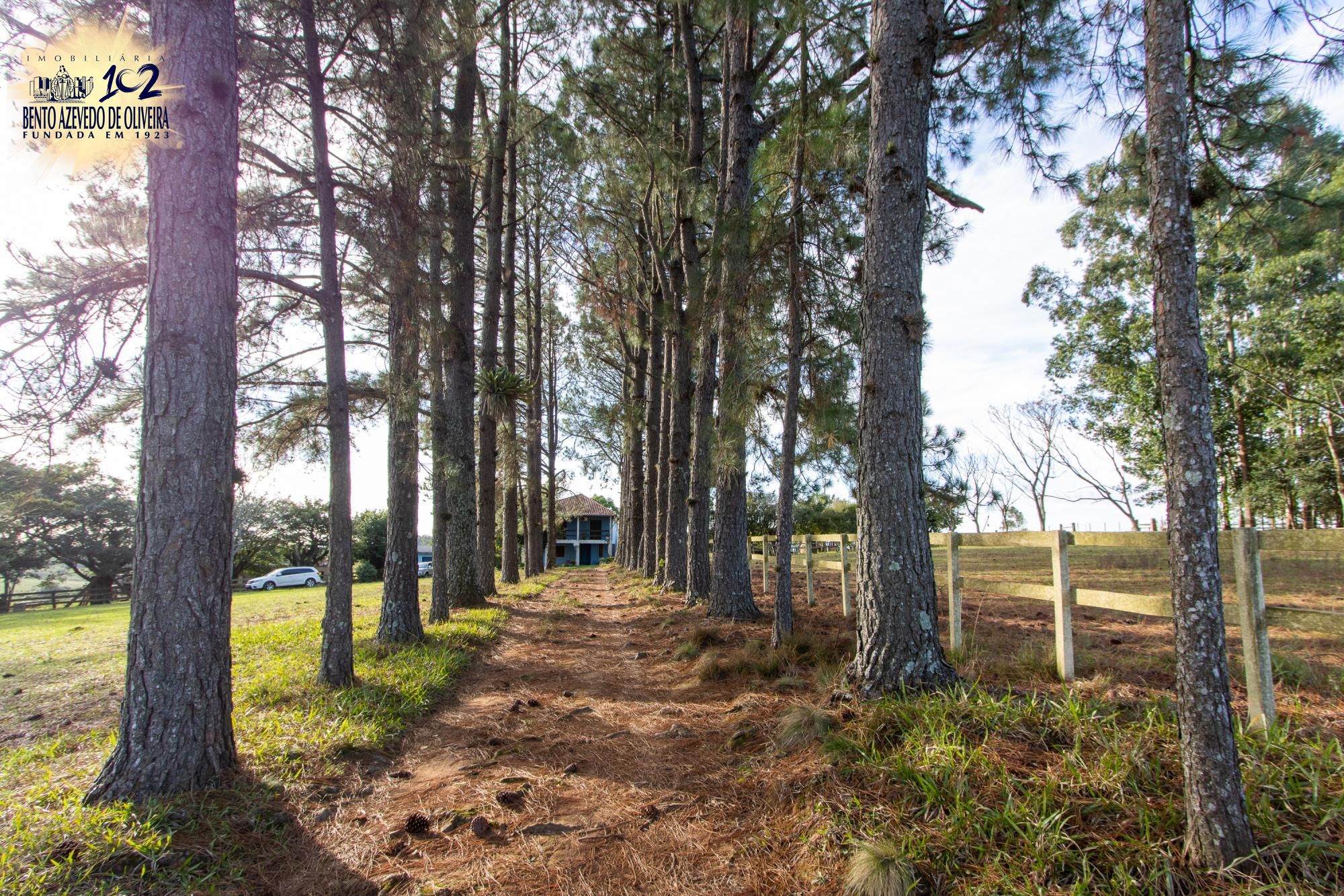 Sítio, 3 quartos, 8 hectares - Foto 8