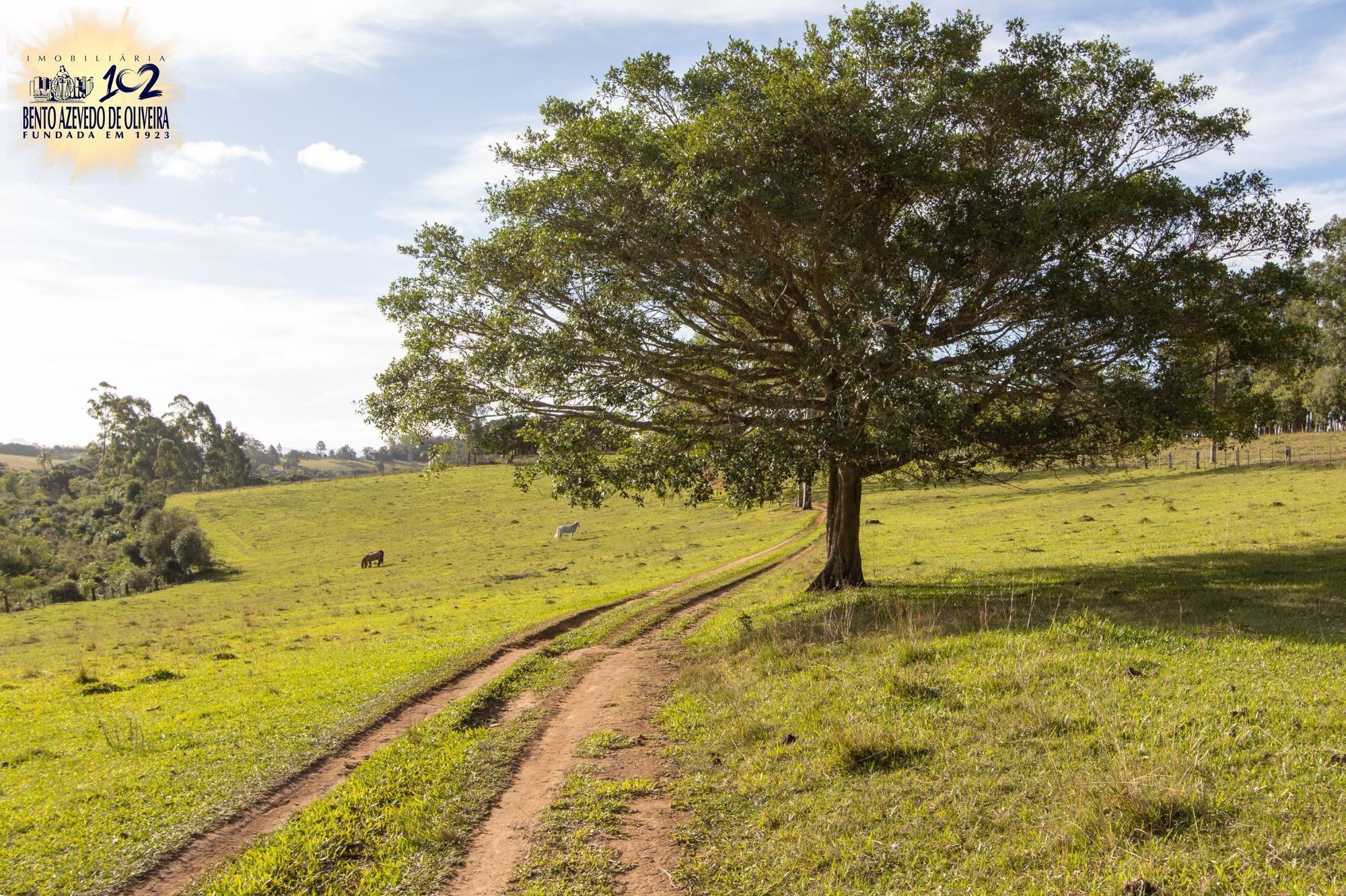 Sítio, 3 quartos, 8 hectares - Foto 4