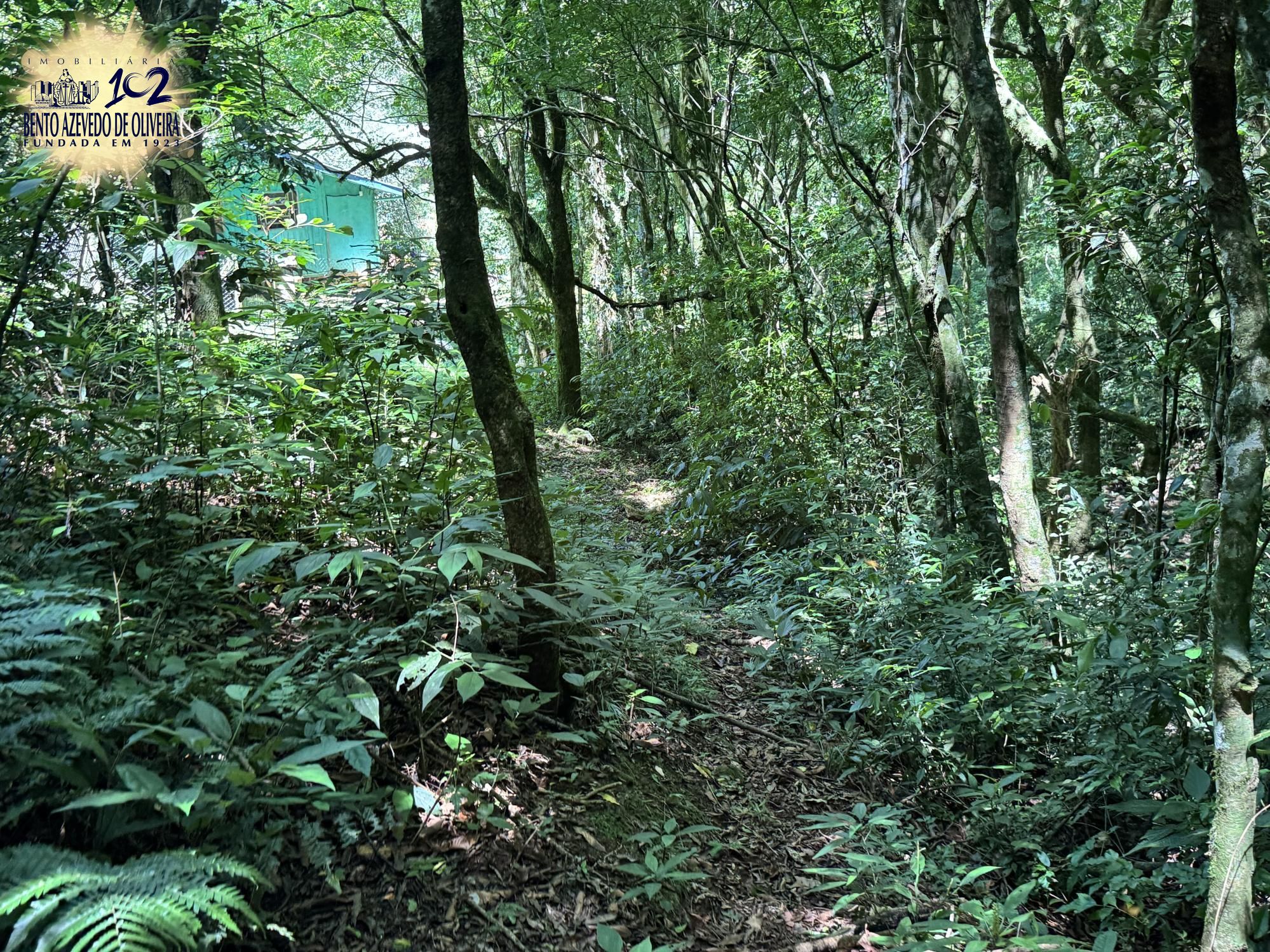 Chácara, 3 quartos, 10000 m² - Foto 6