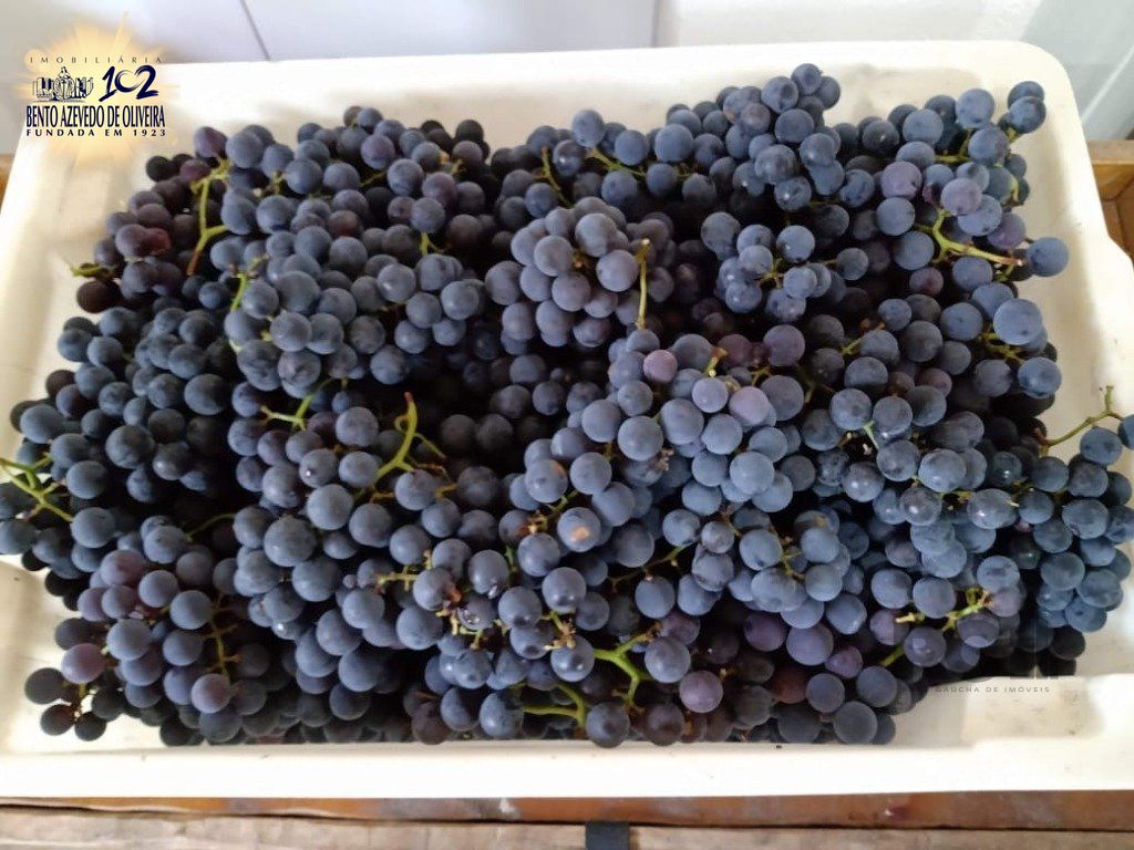 Fazenda, 42 hectares - Foto 4