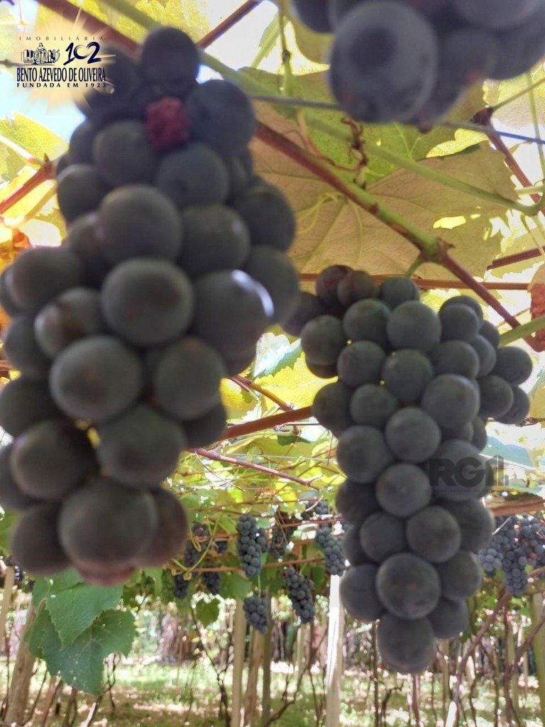 Fazenda, 42 hectares - Foto 2