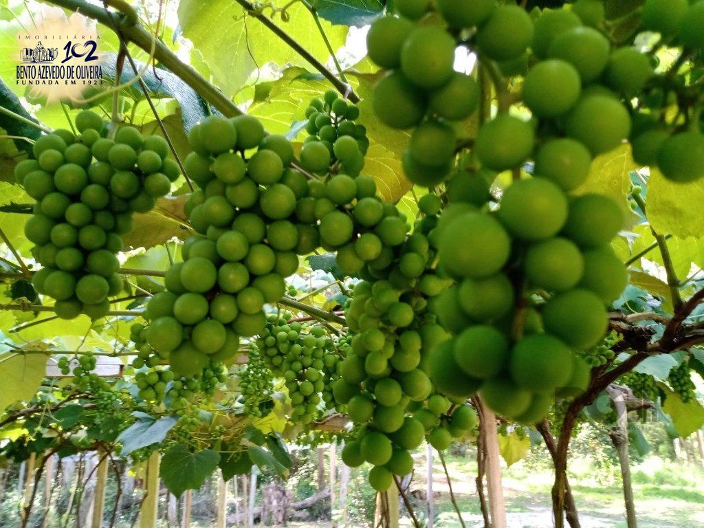 Fazenda, 42 hectares - Foto 3