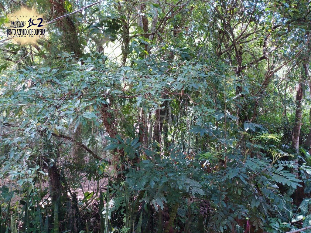 Terreno, 3 hectares - Foto 9