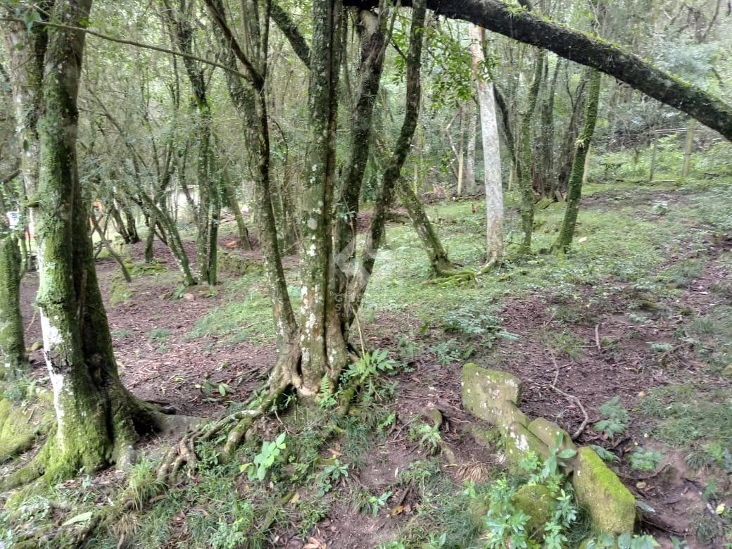 Sítio, 2 quartos, à venda, Ponta Grossa - Porto Alegre — foto 3