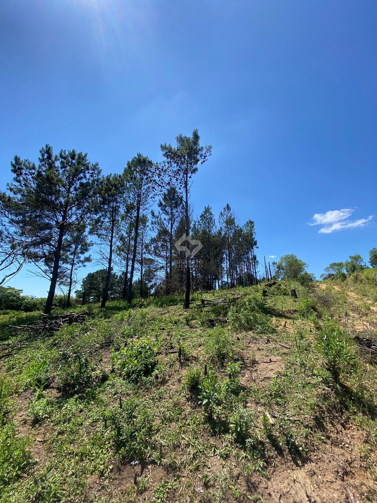 Área Rural, à venda, 400 m², Lami - Porto Alegre — foto 5