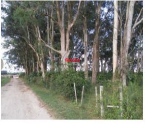 Terreno, à venda, Vila Santa Rosa - Rio Grande — foto 4