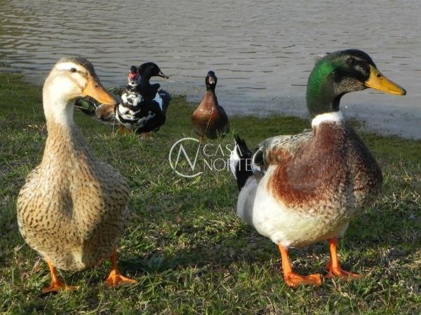 Terreno à venda  com 178m², Rua Jean Vardaramatos no bairro Hípica em Porto Alegre