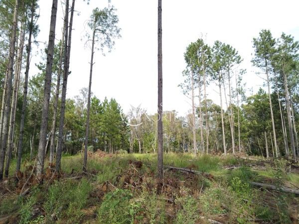 Terreno à venda  com 3500000m², Avenida João Antônio Silveira no bairro Lomba do Pinheiro em Porto Alegre