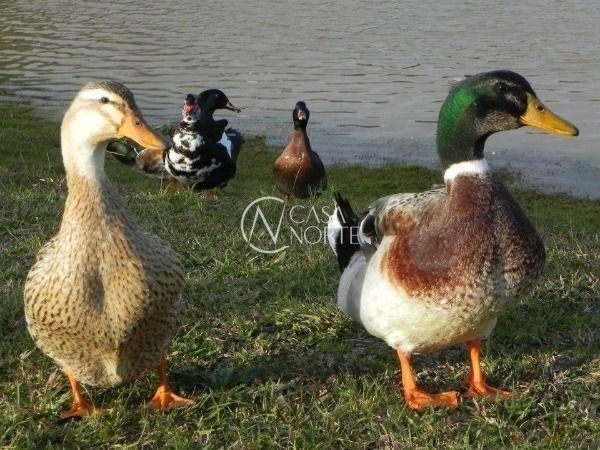 Terreno à venda  com 161m², Rua Miguel Castro da Silva no bairro Hípica em Porto Alegre