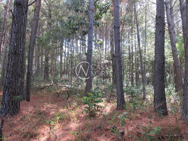 Campo à venda  com 53851m², Beco da Paixão no bairro Lomba do Pinheiro em Porto Alegre