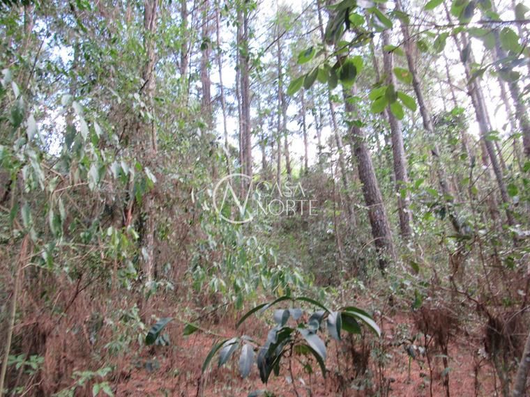 Campo à venda  com 53851m², Beco da Paixão no bairro Lomba do Pinheiro em Porto Alegre